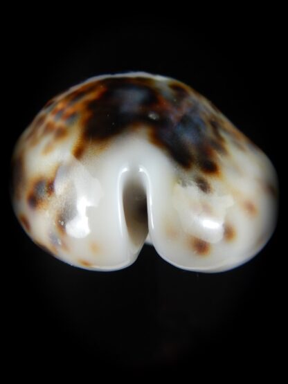 Cypraea tigris..Super calous 115 grms....... 72,69 mm Gem-57703