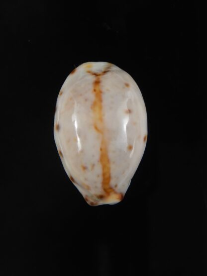 Lyncina lynx .. White... 23,69 mm Gem-57769