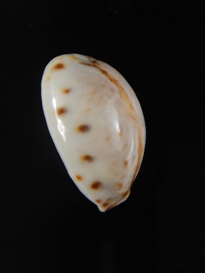 Lyncina lynx .. White... 23,69 mm Gem-57775
