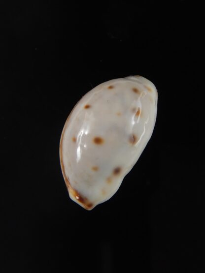Lyncina lynx .. White... 23,69 mm Gem-57774