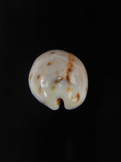 Lyncina lynx .. White... 23,69 mm Gem-57772