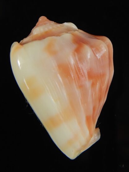 Cassis (Hypocassis) patamakanthini 30,65 mm Gem -57827