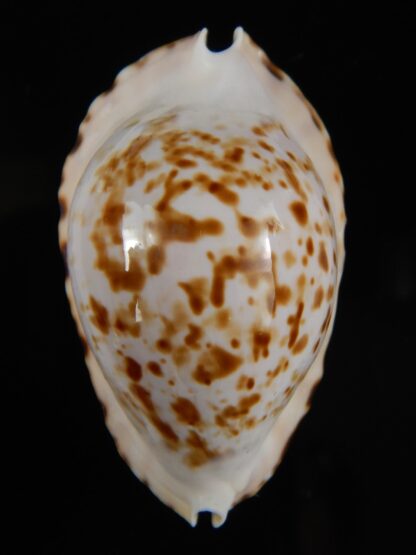 Zoila ketyana bataviensis 50,20 mm Gem-57880