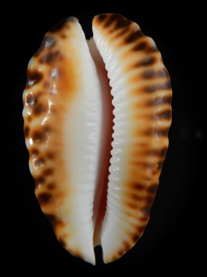 Zoila ketyana bataviensis 50,20 mm Gem-57883