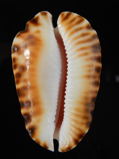 Zoila ketyana bataviensis 50,90 mm Gem-57896