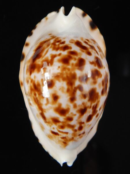 Zoila ketyana bataviensis 48,04 mm Gem-57866