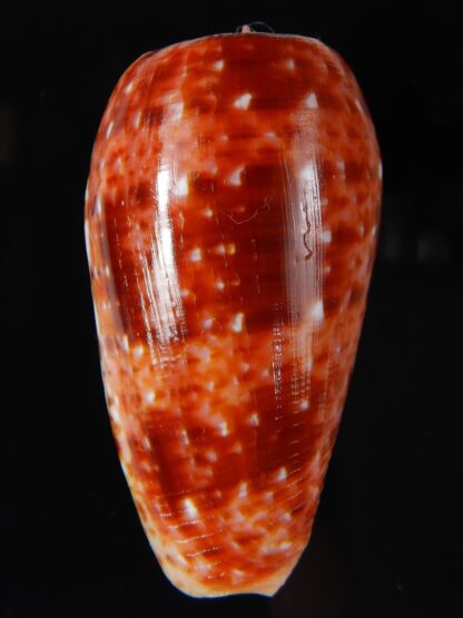 Textilia bullatus .. Fantastic colour 56,91 mm Gem-57906