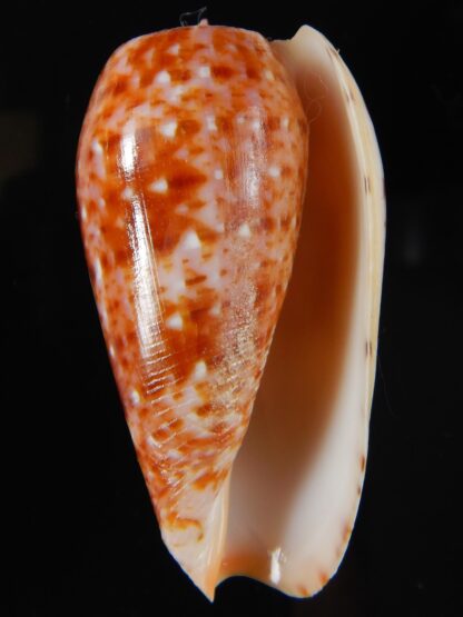 Textilia bullatus .. Fantastic colour 56,91 mm Gem-57907