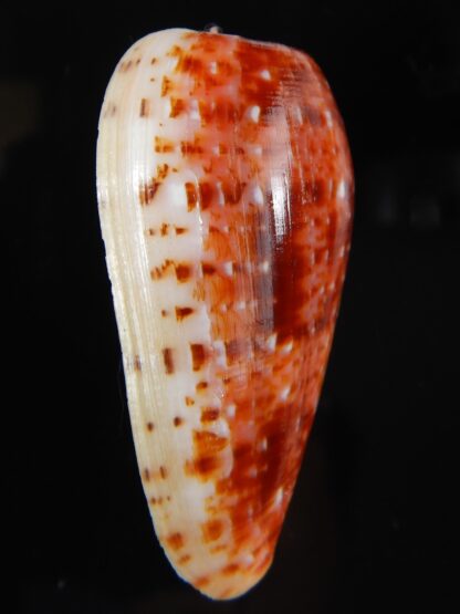 Textilia bullatus .. Fantastic colour 56,91 mm Gem-57909