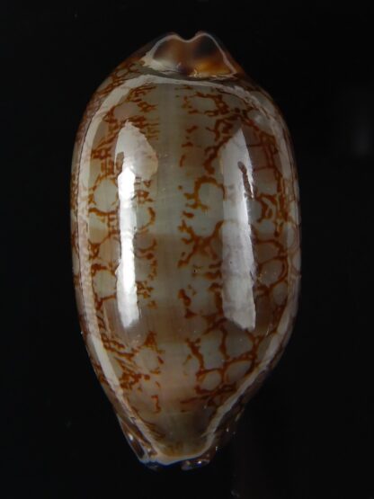 Mauritia scurra hivaensis ..Big size ... 44,26 mm gem-58000