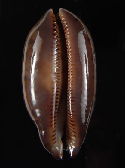 Mauritia scurra hivaensis ..Big size ... 44,26 mm gem-58001