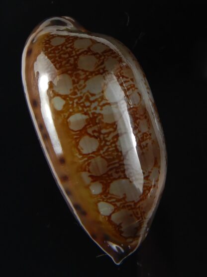 Mauritia scurra hivaensis ..Big size ... 44,26 mm gem-58005