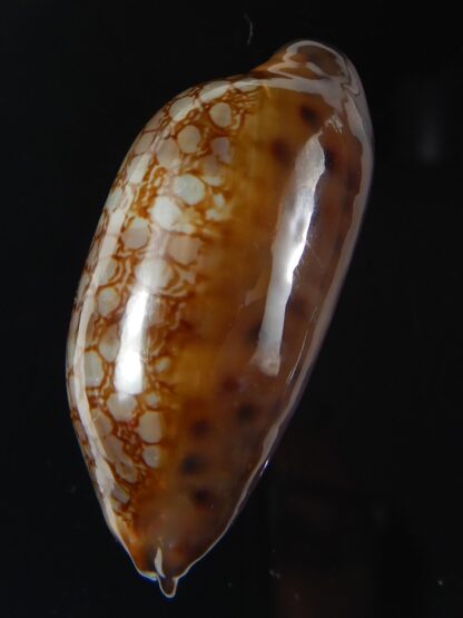 Mauritia scurra hivaensis ..Big size ... 44,26 mm gem-58006