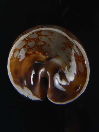 Mauritia scurra hivaensis ..Big size ... 44,26 mm gem-58004