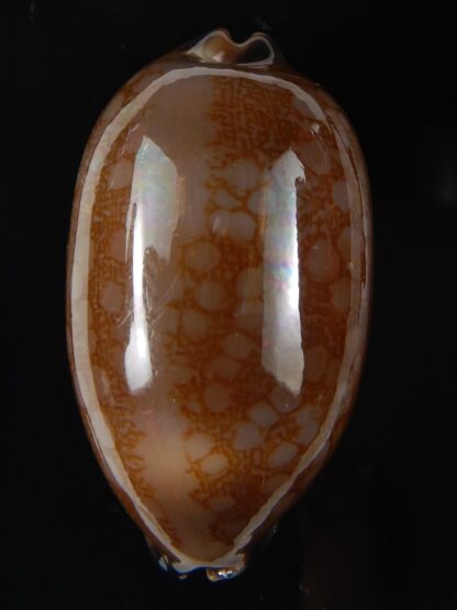 Mauritia scurra hivaensis ..Big size ... 49,71 mm gem-58014