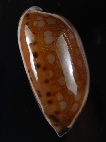 Mauritia scurra hivaensis ..Big size ... 49,71 mm gem-58020