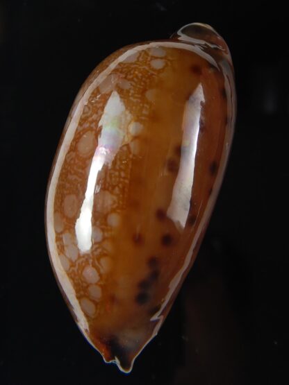 Mauritia scurra hivaensis ..Big size ... 49,71 mm gem-58018