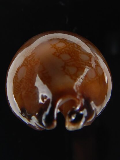 Mauritia scurra hivaensis ..Big size ... 49,71 mm gem-58017