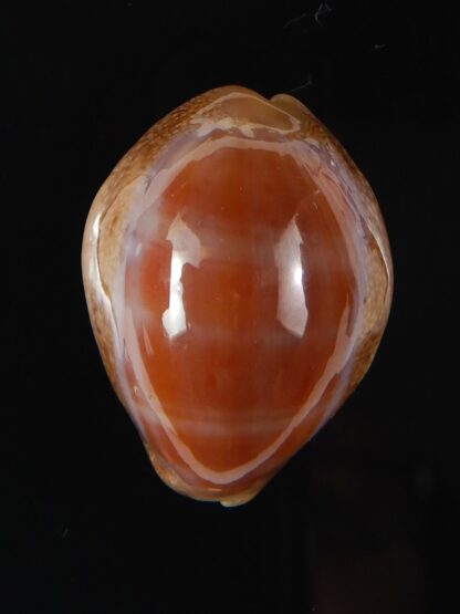 Lyncina propinqua pinguis 28,77 mm Gem (-)-57987