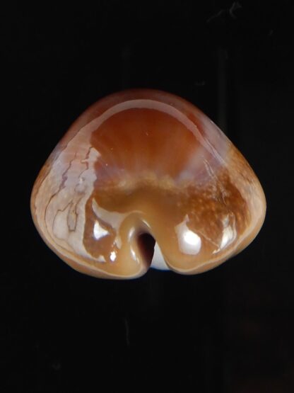 Lyncina propinqua pinguis 28,77 mm Gem (-)-57990