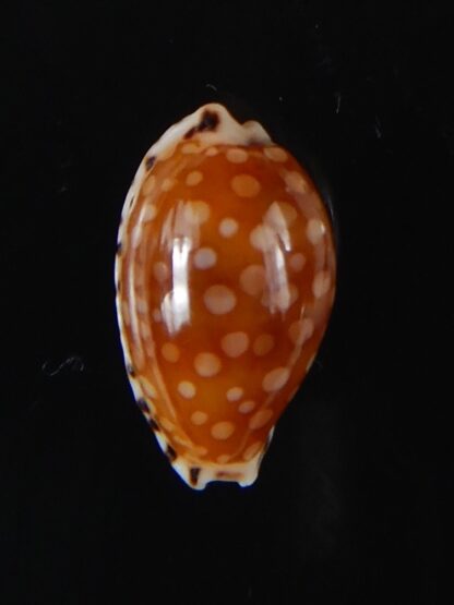 Cribrarula astaryi astaryi 15,63 mm Gem-57933