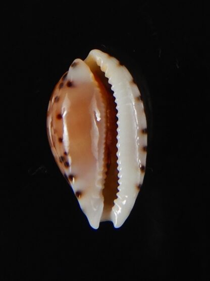 Cribrarula astaryi astaryi 15,63 mm Gem-57934