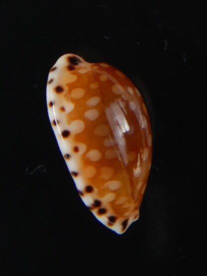 Cribrarula astaryi astaryi 15,63 mm Gem-57935