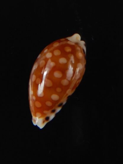 Cribrarula astaryi astaryi 15,63 mm Gem-57932