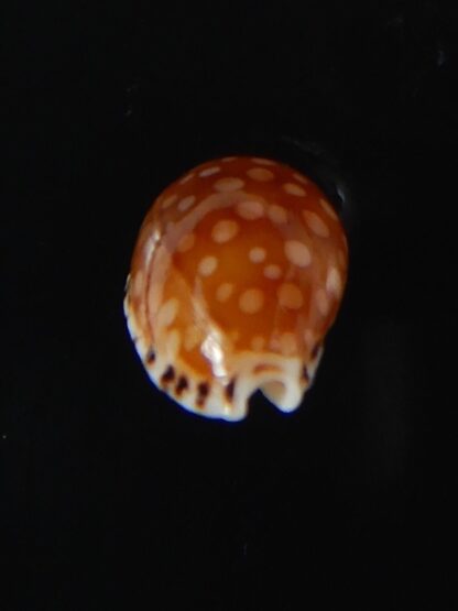 Cribrarula astaryi astaryi 15,63 mm Gem-57936