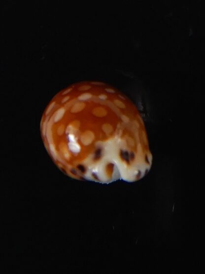 Cribrarula astaryi astaryi 15,63 mm Gem-57931