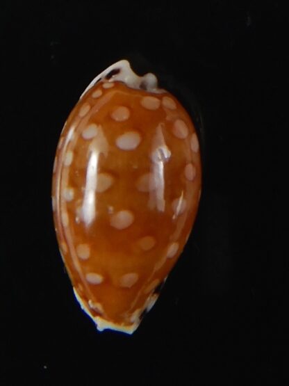 Cribrarula astaryi astaryi 16,77 mm Gem-57959