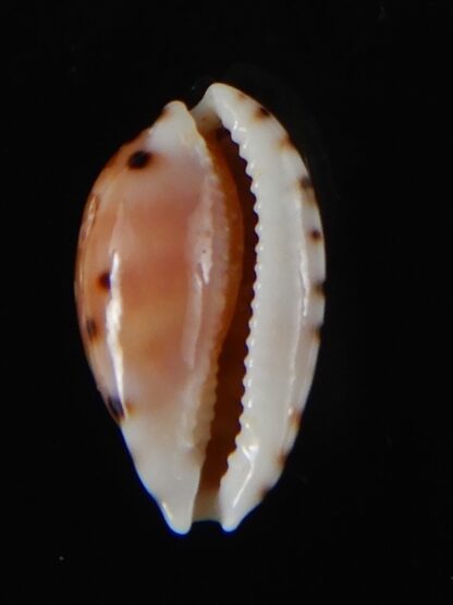 Cribrarula astaryi astaryi 16,77 mm Gem-57963