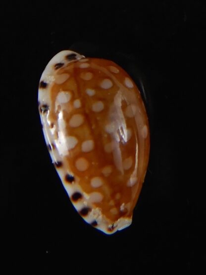 Cribrarula astaryi astaryi 16,77 mm Gem-57964