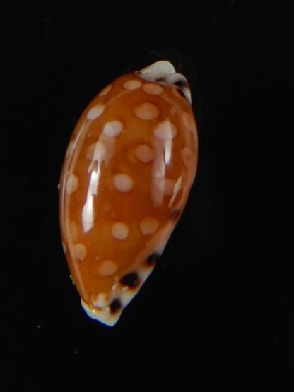 Cribrarula astaryi astaryi 16,77 mm Gem-57961