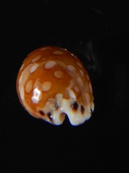 Cribrarula astaryi astaryi 16,77 mm Gem-57962