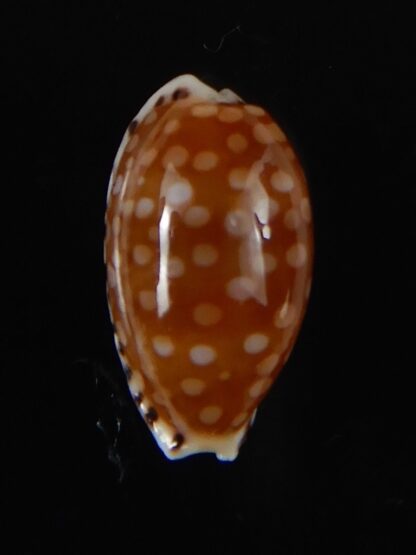 Cribrarula astaryi astaryi 17,02 mm Gem-57973