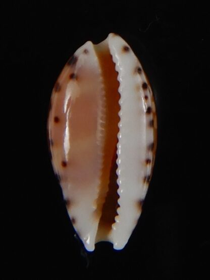 Cribrarula astaryi astaryi 17,02 mm Gem-57977