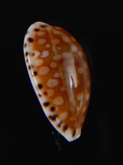 Cribrarula astaryi astaryi 17,02 mm Gem-57975