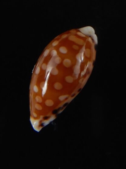 Cribrarula astaryi astaryi 17,02 mm Gem-57978