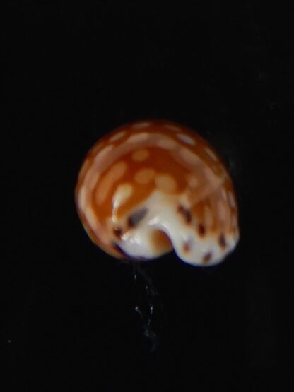 Cribrarula astaryi astaryi 17,02 mm Gem-57974