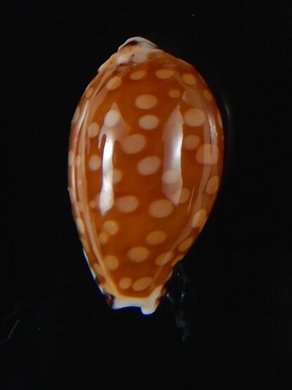 Cribrarula astaryi astaryi 16,66 mm F+++/Gem-57945