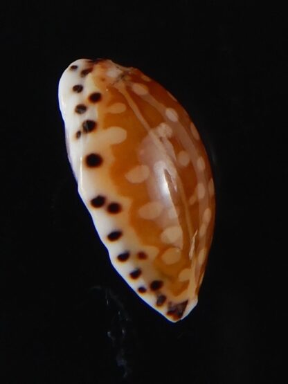 Cribrarula astaryi astaryi 16,66 mm F+++/Gem-57950