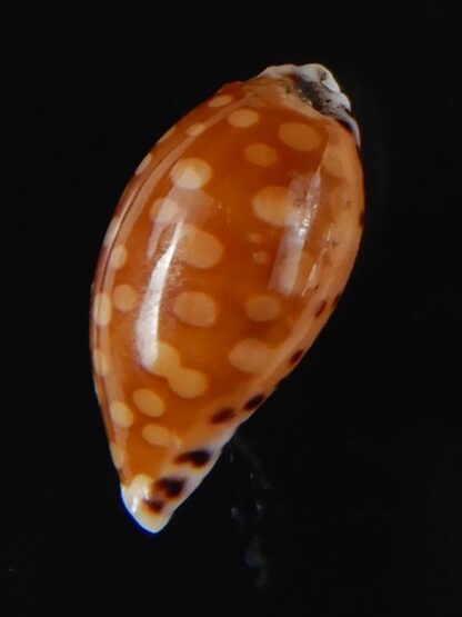 Cribrarula astaryi astaryi 16,66 mm F+++/Gem-57949