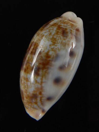 Talostolida pellucens polynesiana 29,42 mm Gem -58087