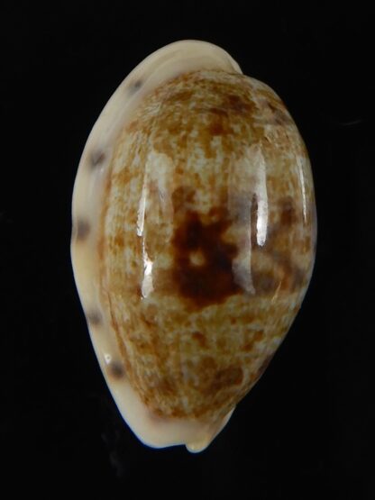 Talostolida pellucens polynesiana 26,30 mm Gem-58070