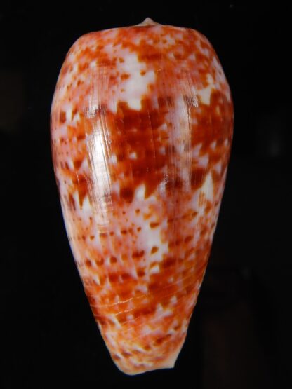 Textilia bullatus .. Fantastic colour 58,29 mm Gem-58130