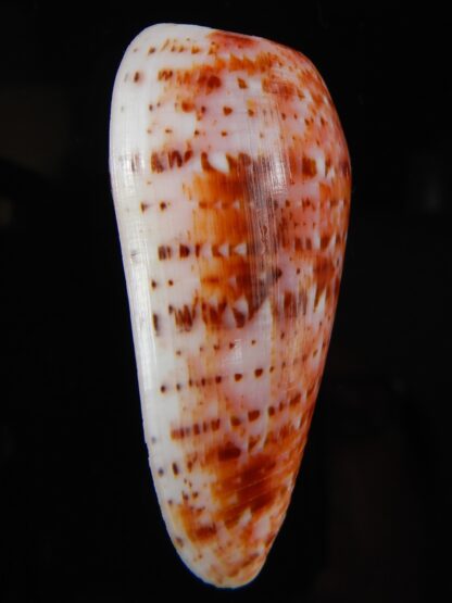 Textilia bullatus .. Fantastic colour 58,29 mm Gem-58131