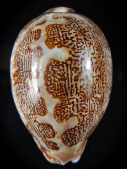 Leporicypraea mappa curvati.. 68,01 mm Gem (-)-58161