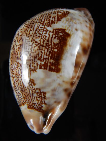 Leporicypraea mappa curvati.. 68,01 mm Gem (-)-58158