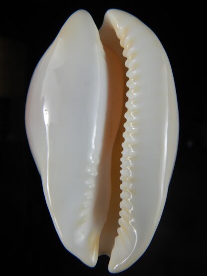Zoila venusta roseopunctata roseoimmaculata .. 72,18 mm Gem (-)-58272